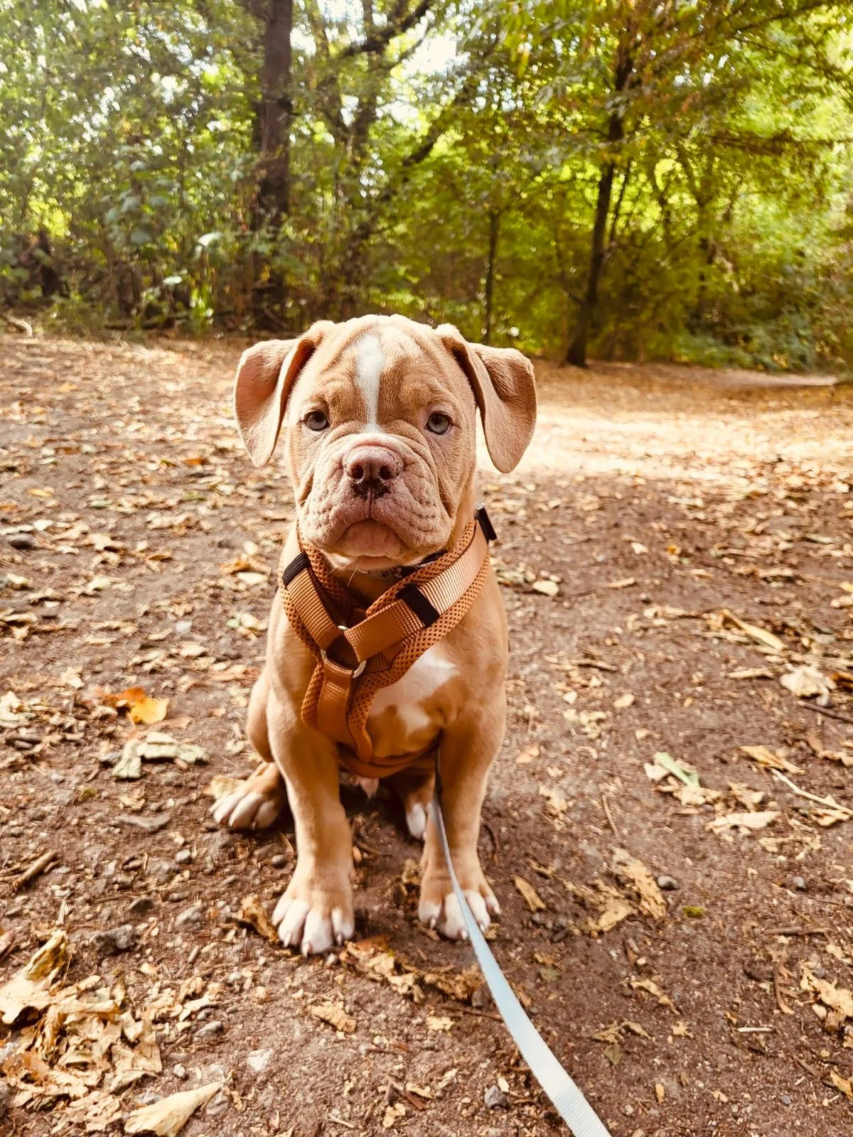 Welpe im Wald an der Leine bei der Welpenbegleitung von LouDog's