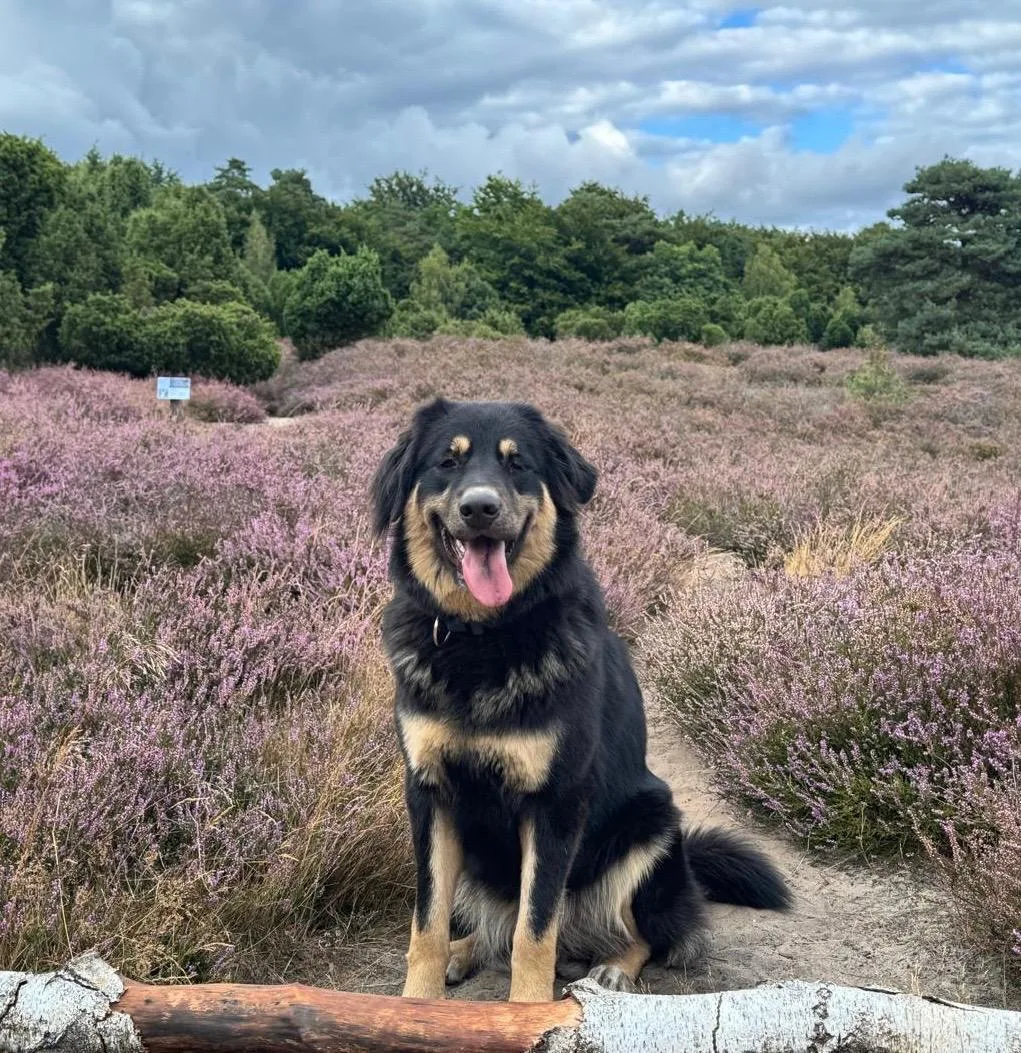 Hund sitzt beim Social Walk auf einem Pfad in der blühenden Heide