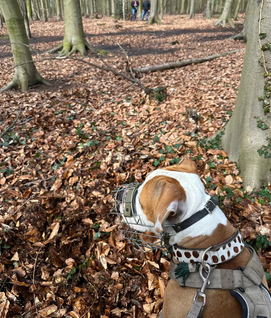 Hund beobachtet beim Social Walk ruhig ein anderes Team auf Distanz im Wald