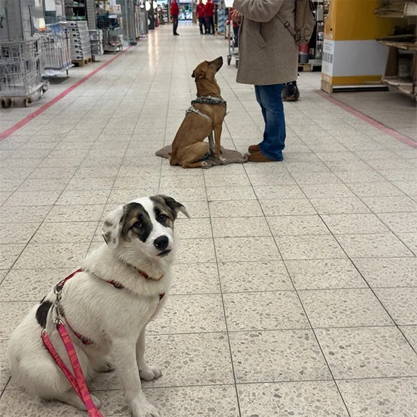 Junger Hund übt Deckentraining und wartet ruhig auf seinem Safe Place