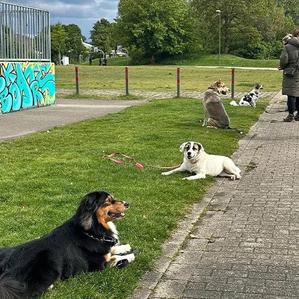 Gruppe beim Alltagstraining draußen mit ihren Hunden