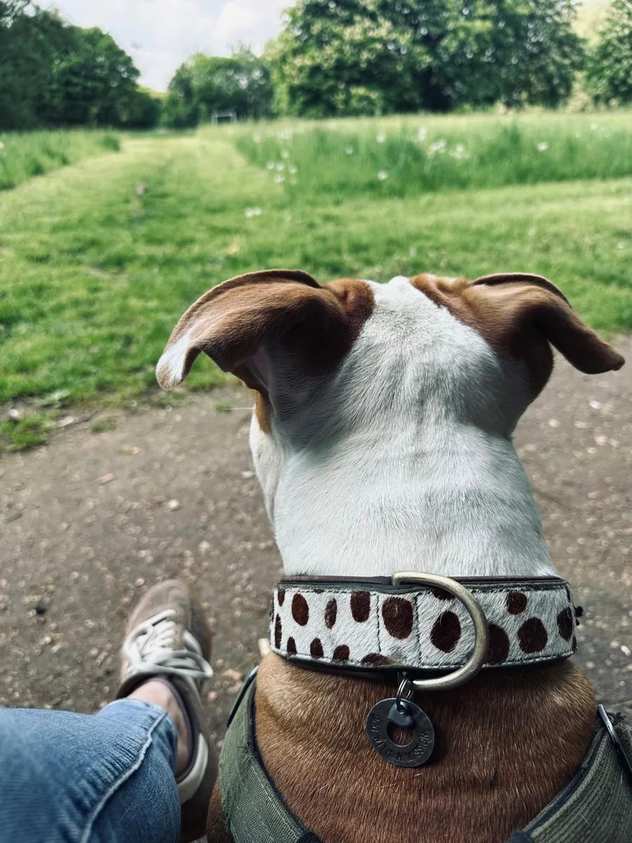Hund sitzt neben seinem Menschen und blickt gemeinsam mit ihm über einen Wiesenweg