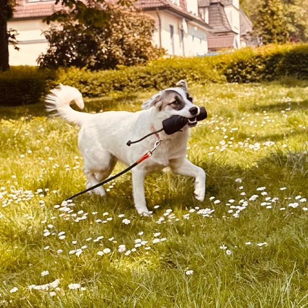 Hund läuft mit Dummy im Maul über eine Blumenwiese