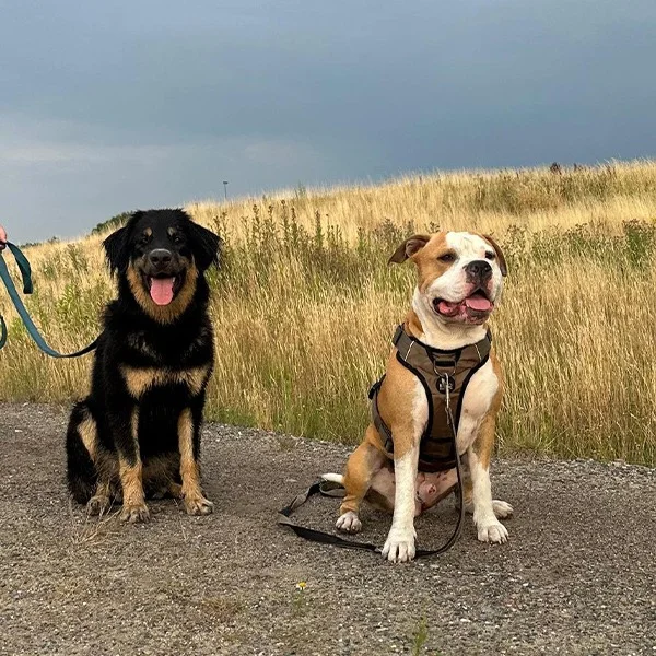 Zwei ganz unterschiedliche Hunde sitzen nebeneinander auf einem Feldweg