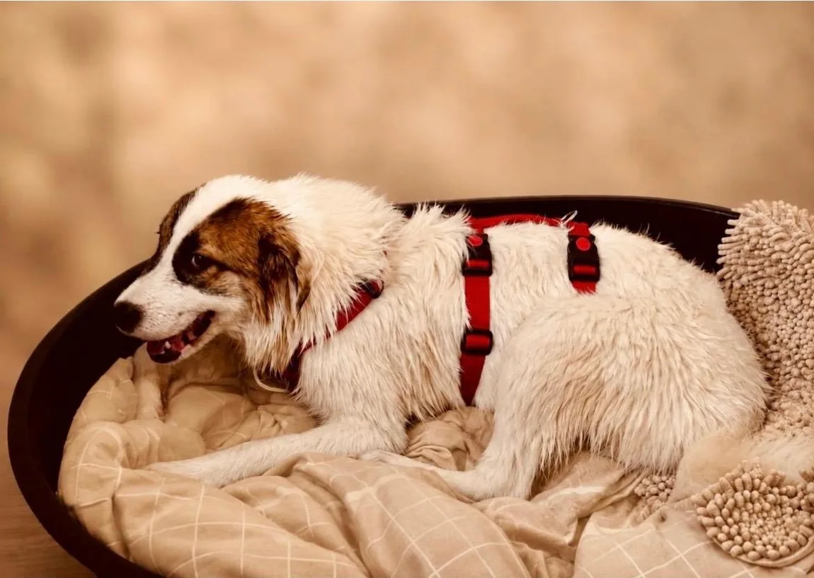 Tierschutzhund liegt entspannt in seinem Körbchen