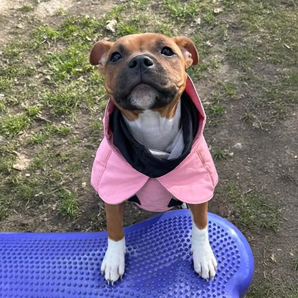 Junger Hund mit rosa Jacke steht aufmerksam auf einem Balance-Pad