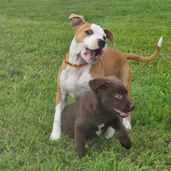 Zwei Hunde spielen ausgelassen auf der Wiese